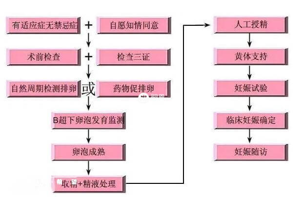 供精人工授精流程