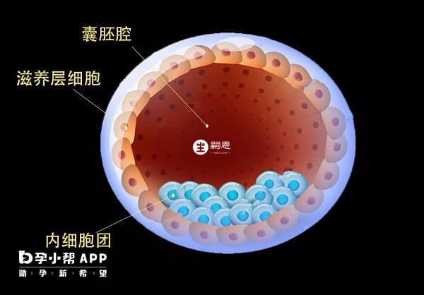 三代需要囊胚送检