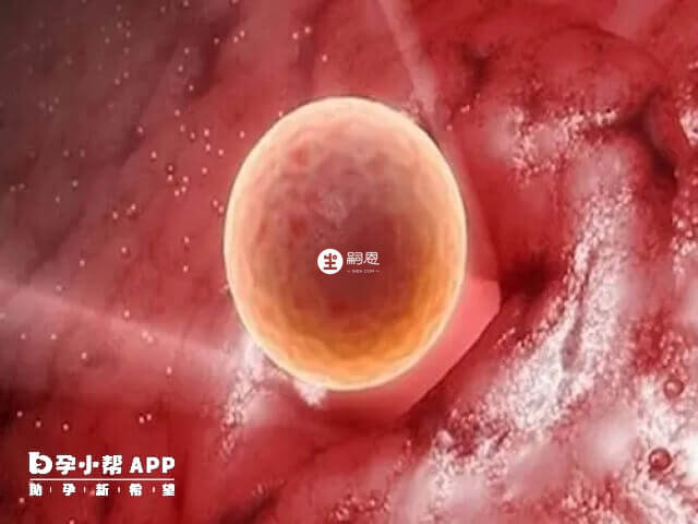 囊胚移植是试管移植的三大方案之一