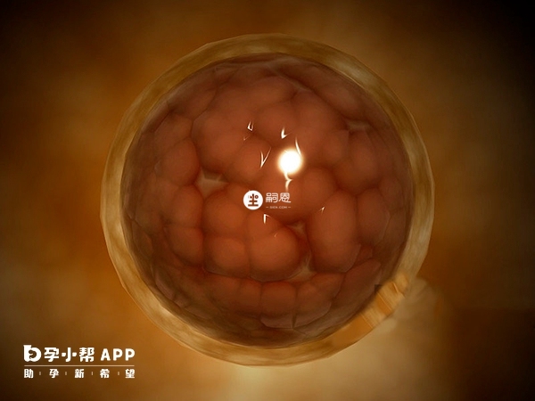囊胚移植成功率更高