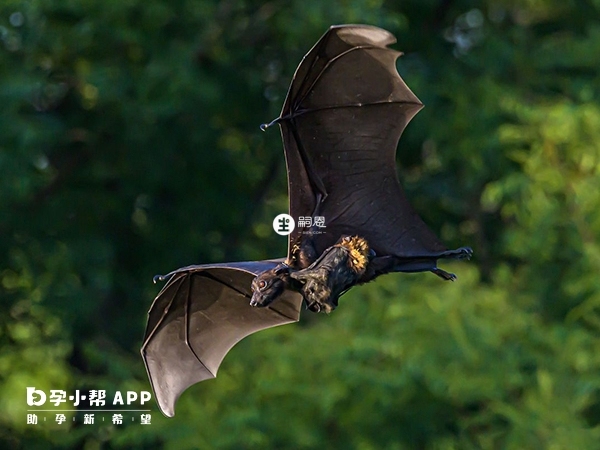 在古代蝙蝠是吉祥之物