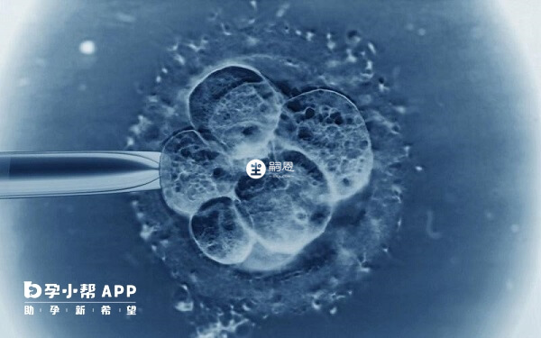 4bb囊胚质量