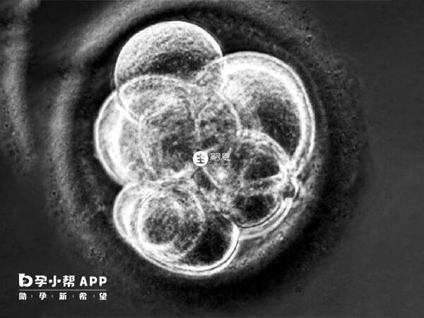 胚胎等级会影响养囊成功率