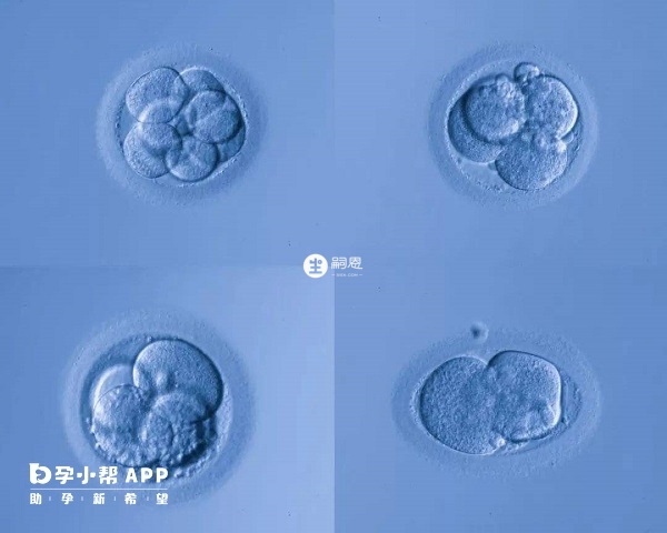 三代試管一般是需要囊胚培養的