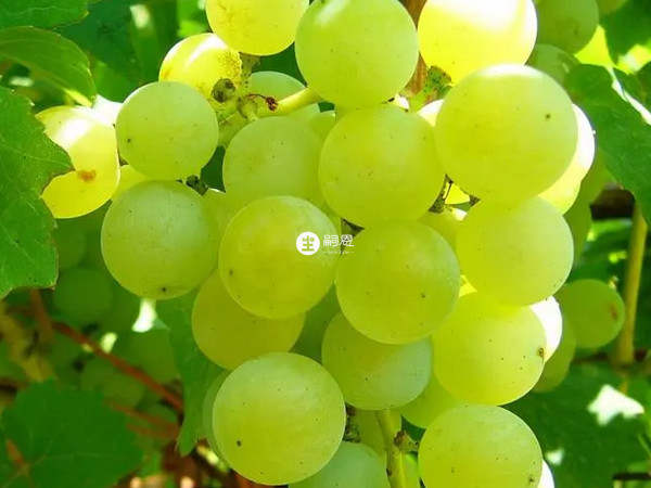 转氨酶最怕的水果有葡萄