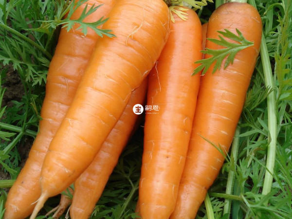 胡萝卜具有祛痰消胀气的作用