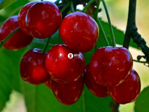 樱桃可减少尿酸对人体的危害