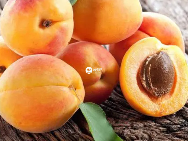 杏营养丰富，含有糖、蛋白质等营养物质