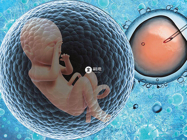 胚胎的质量也影响试管婴儿的成功率