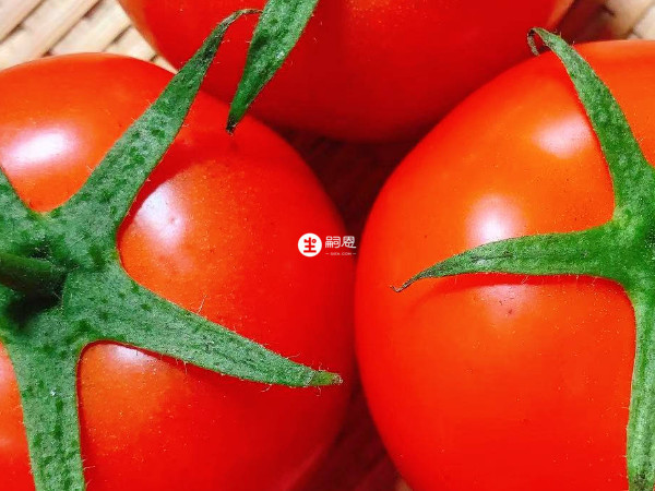 番茄营养丰富，风味独特
