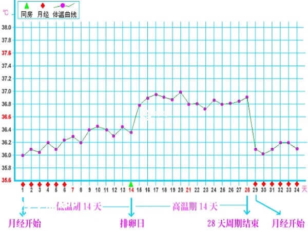 基礎體溫變化可以反應排卵情況