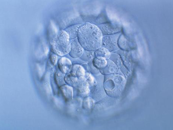 西囡養囊不會故意不成功