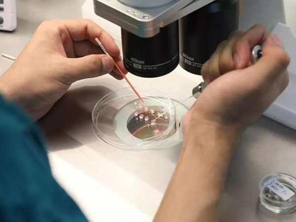 尿酸高不利於胚胎著床