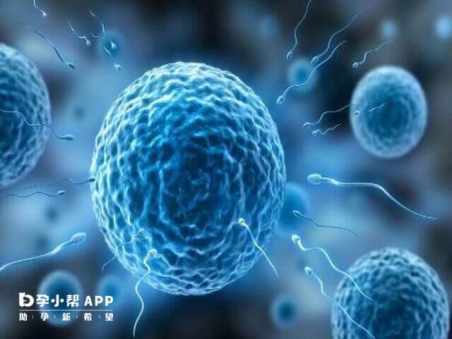 泰國供卵試管嬰兒價格