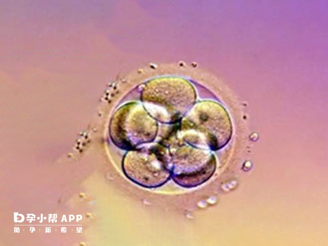 三级5细胞胚胎图片