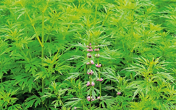 益母草和生化湯產後康復都有很好的效果