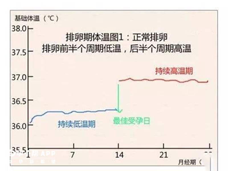 排卵日體溫變化